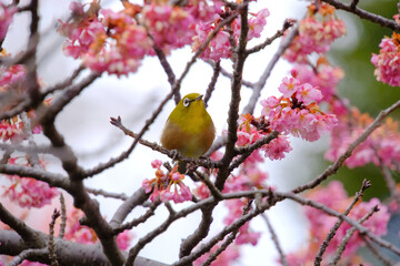 ウメとメジロ