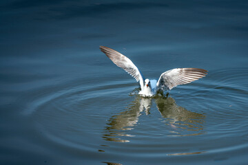 Seagull catching the fish in the sea
