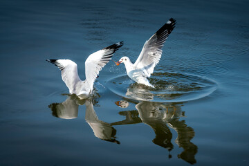 Seagull catching the fish in the sea