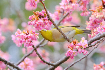 ウメとメジロ