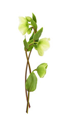 Green hellebore flowers, buds and leaves in a floral arrangement isolated on white or transparent background