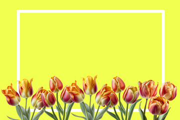 Tulips on a colored background with content frame