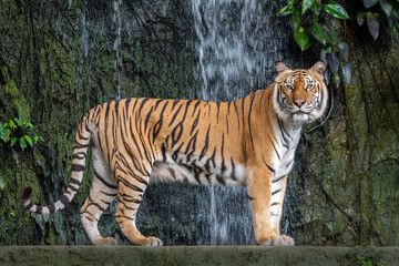 Fototapeta na wymiar Indochinese tiger resting in nature.