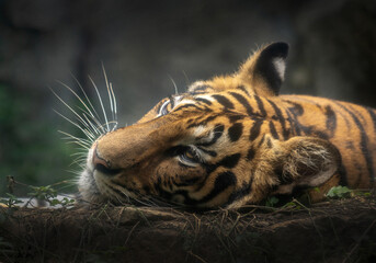 Indochinese tiger head resting in nature.
