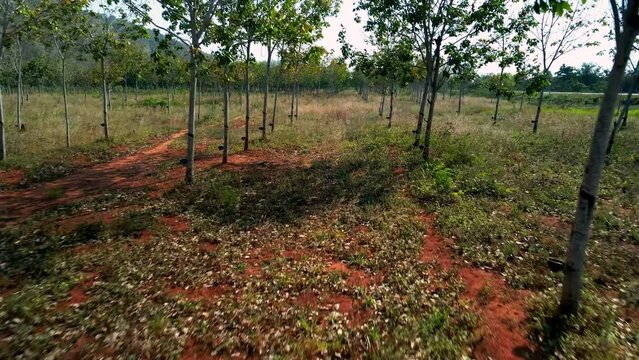 Rubber tree plantation.  Drone fly through rows of young trees collecting natural latex.