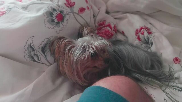 Cute little Yorkie dog having rest on a bedsheet next to owner.