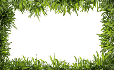 Green plant frame on transparent background, center space, 3d render illustration.