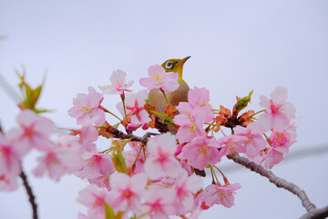 ピンク色の桜の花とメジロ