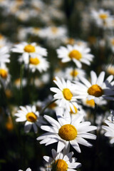 Daisies in a field, Bellis perennis © Ward