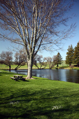 Pond and picnic table in the park