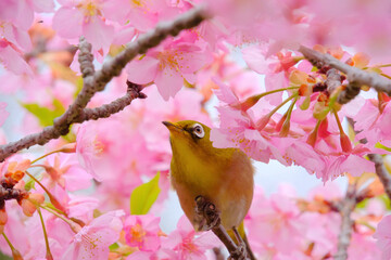 ピンク色の桜の花とメジロ