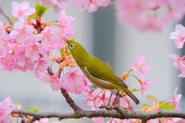 ピンク色の桜の花とメジロ