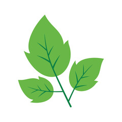 Green Leaf Illustration