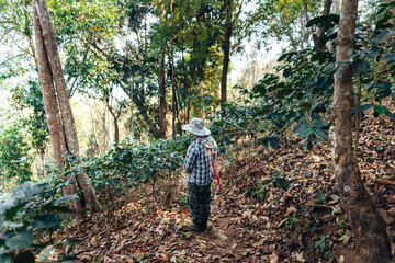 Naklejka na ściany i meble agriculture in coffee plantation