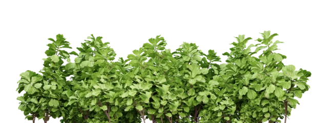 Poster Green plants for landscaping isolated on transparent background, garden design, 3d render illustration. © Sandy