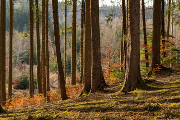 lichter Fichtenwald mit jungen Buchen