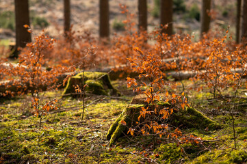 junge Buchen in gerodetem Fichtenwald