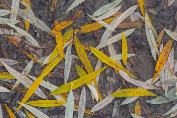 Yellow-green leaves of the willow, fallen on the snow. Frozen at the beginning of winter in a puddle. Beautiful winter background