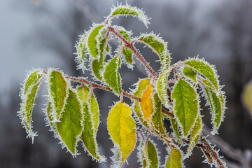 Autumn yellow leaf on a branch in frost needles. Morning frost. Rime. Late fall