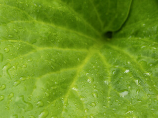 Rain water drops on a leaf
