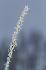 Frost on a branch, white frost crystals on a branch. Frosty foggy morning in winter, frosty weather