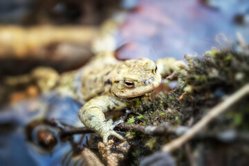 Frosch schaut aus dem Wasser