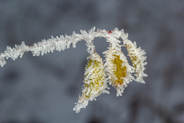 Autumn yellow leaf on a branch in frost needles. Morning frost. Rime. Late fall