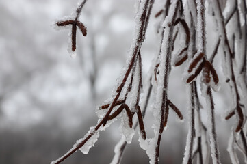 Branches covered with ice after freezing rain. Sparkling ice covered everything after ice storm cyclone. Terrible beauty of nature concept. Winter landscape, scene, postcard.