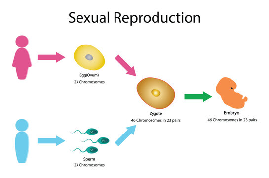 illustration of biology, Sexual Reproduction, mitosis, fertilization, meiosis, Sperm from the testicles and egg cell from the ovary, Sexual reproduction stages