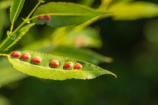 Willow bean gall, euura proxima pontania parasitic illness infection