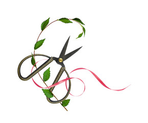 Short decorative scissors with green leaves and pink satin ribon in floral arrangement isolated on...