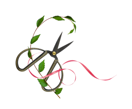 Short decorative scissors with green leaves and pink satin ribon in floral arrangement isolated on white or transparent background