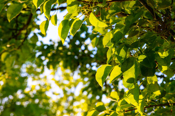 Green leaves and sunlight in summer. Carbon net zero background photo