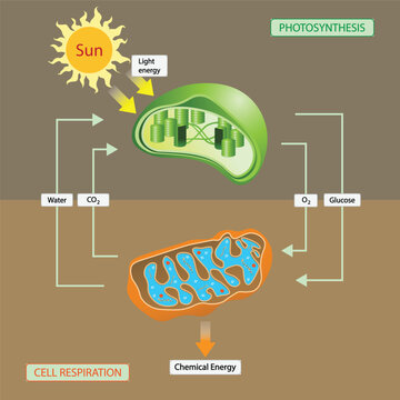illustration of biology, Photosynthesis is the process by which plants use sunlight, water, and carbon dioxide to create oxygen and energy in the form of sugar, cell respiration, plants use sunlight