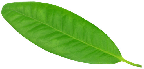 Obraz premium Clove leaf