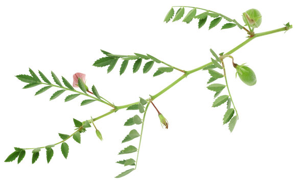 Chick-pea leaves