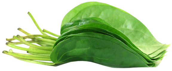 Popular edible betel
