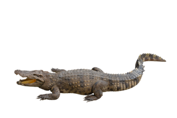 Crocodile isolated on transparent background. Clipping path