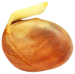 Jackfruit