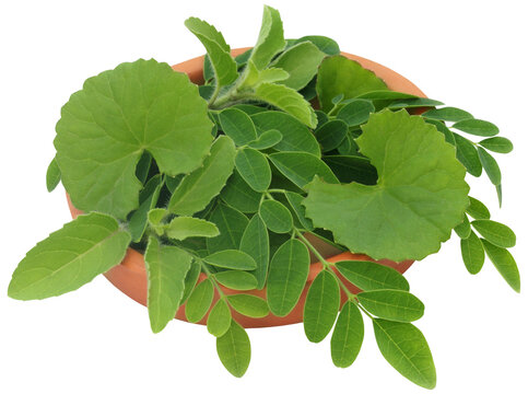 Medicinal herbs