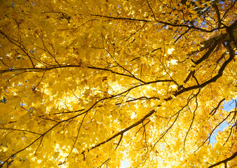 Looking up at tree canopy covered in bright yellow autumn leaves.