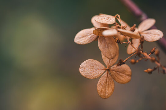 Close up of dried hydrangea flower