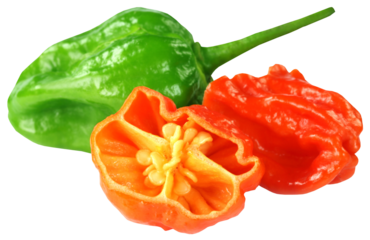 Naga Morich of Bangladesh