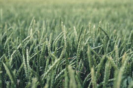 Background green field of wheat