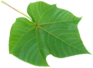 Abroma Augusta or medicinal Olatkambal
