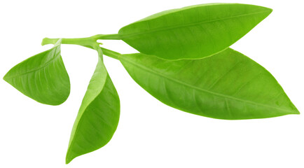 Obraz premium Green orange leaves