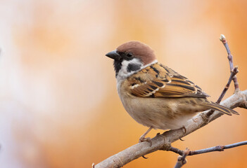 Eurasian tree sparrow, Passer montanus. A bird sits on a branch against a beautiful background