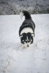 Tricolor border collie is running on the field in the snow. He is so fluffy dog.