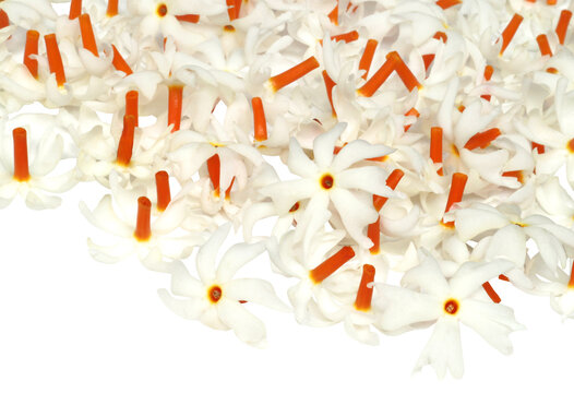 Sheuli flower of Southern Asia