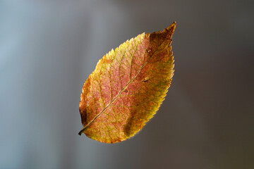 Autumn Leaf On Grey Background